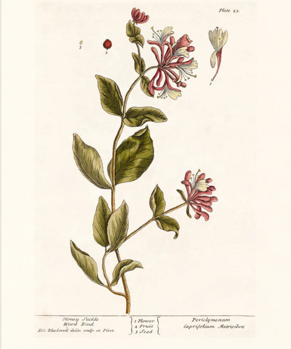 The Dybdahl Co. Honning-Suckle 3755 Plakat 70×100 - Image 3